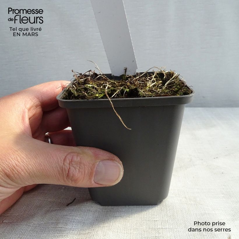 Athyrium niponicum Burgundy Lace - Helecho pintado japonés Maceta de 8/9 cm Ejemplar entregado en invierno