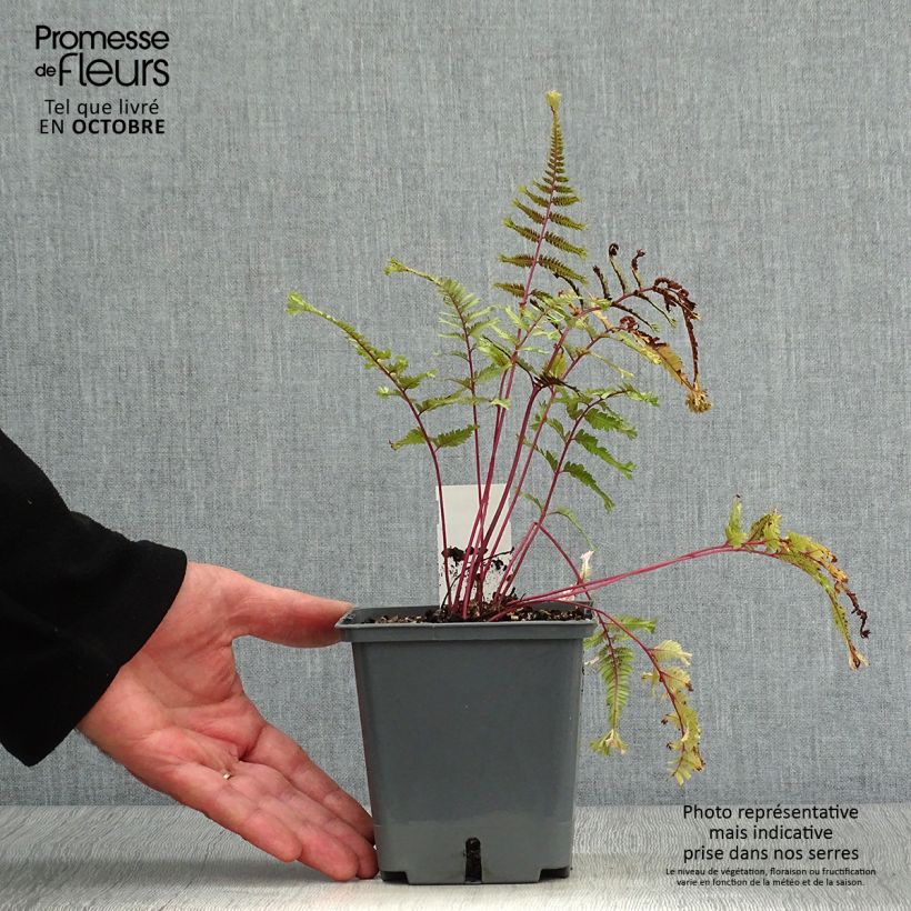 Ejemplar de Athyrium niponicum Crested Surf - Helecho pintado japonés Maceta de 8/9 cm entregado en otoño