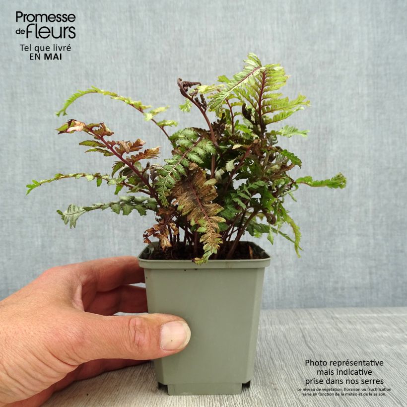 Athyrium niponicum Crested Surf - Helecho pintado japonés Maceta de 8/9 cm Ejemplar entregado en la primavera