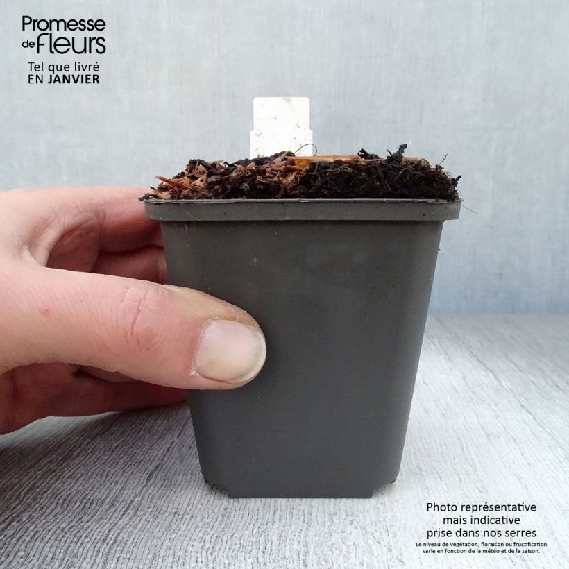 Athyrium niponicum Pewter Lace - Helecho pintado japonés Maceta de 8/9 cm Ejemplar entregado en invierno