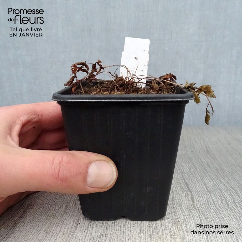 Athyrium niponicum var. pictum - Helecho pintado japonés Maceta de 8/9 cm Ejemplar entregado en invierno