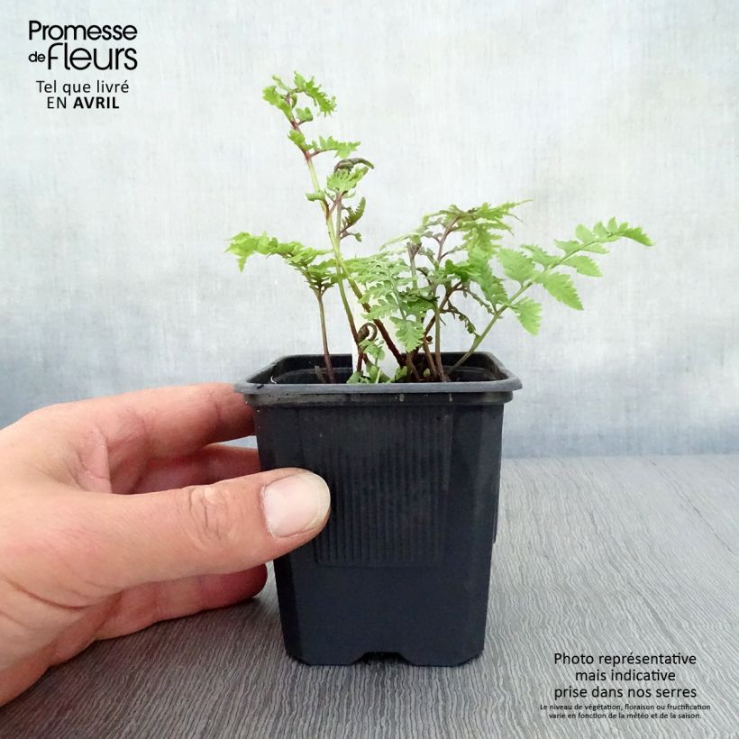 Athyrium niponicum var. pictum - Helecho pintado japonés Maceta de 8/9 cm Ejemplar entregado en la primavera