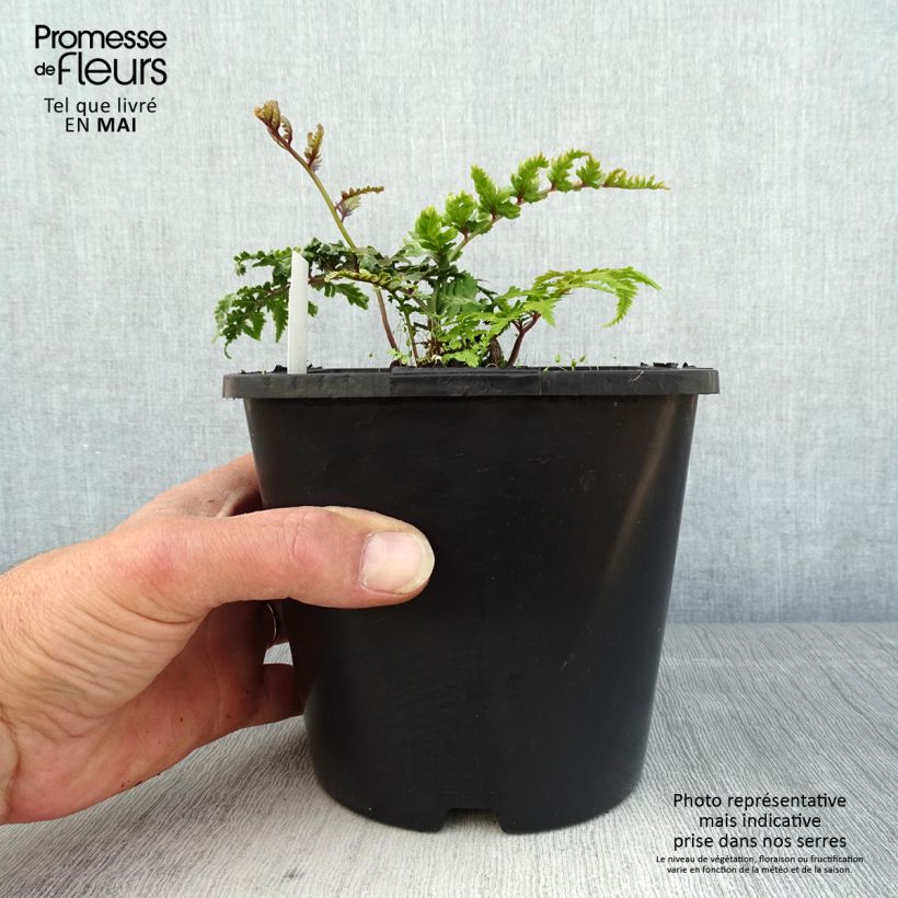 Athyrium niponicum var. pictum - Helecho pintado japonés Maceta 2L/3L Ejemplar entregado en la primavera