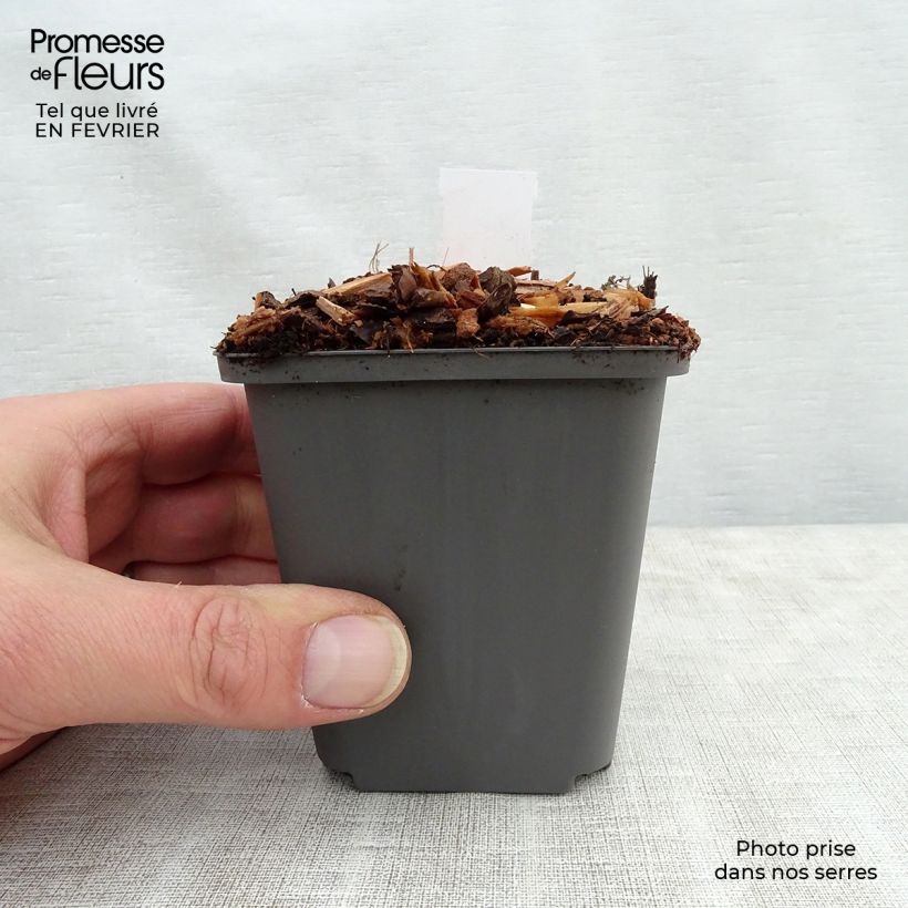 Athyrium niponicum Ursula's red - Helecho pintado japonés Maceta de 8/9 cm Ejemplar entregado en invierno