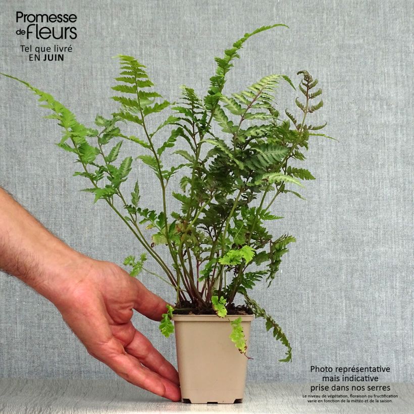 Ejemplar de Athyrium niponicum var. pictum Red Beauty - Helecho pintado japonés Maceta de 8/9 cm entregado en verano