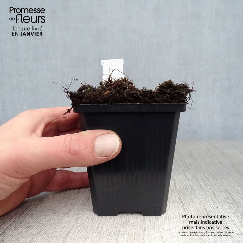 Athyrium niponicum var. pictum Red Beauty - Helecho pintado japonés Maceta de 8/9 cm Ejemplar entregado en invierno