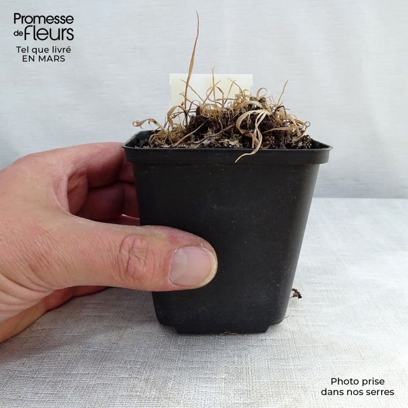 Athyrium otophorum var. okanum - Helecho Maceta 2L/3L Ejemplar entregado en la primavera