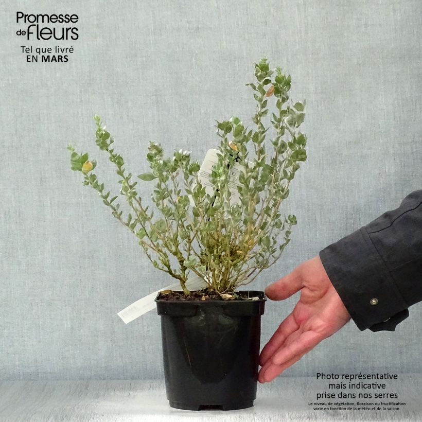 Atriplex halimus - Orgaza Maceta 1,5L/2L Ejemplar entregado en la primavera