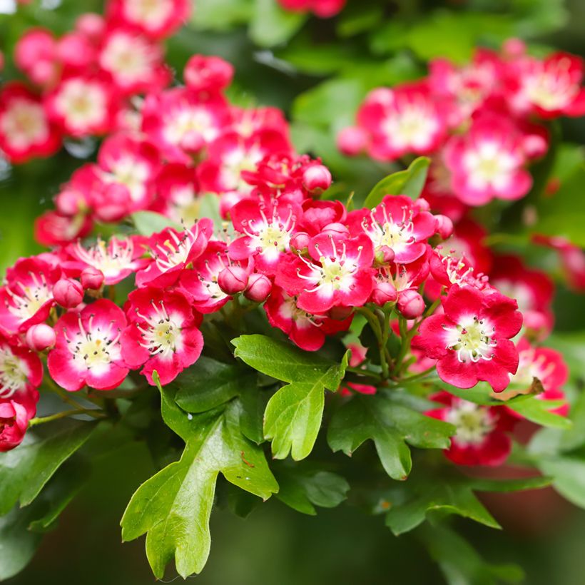 Espino blanco - Crataegus laevigata Crimson Cloud (Floración)