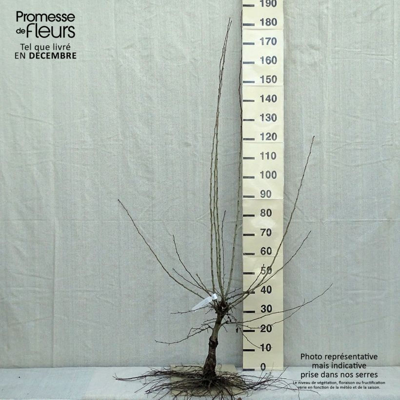 Espino blanco - Crataegus laevigata Paul's Scarlet Raíces desnudas Ejemplar entregado en invierno