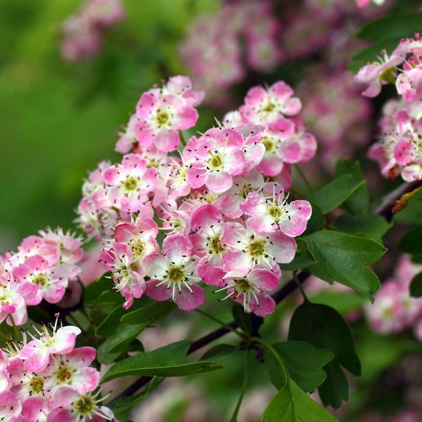 Crataegus Princesse Sturdza - Espino (Floración)