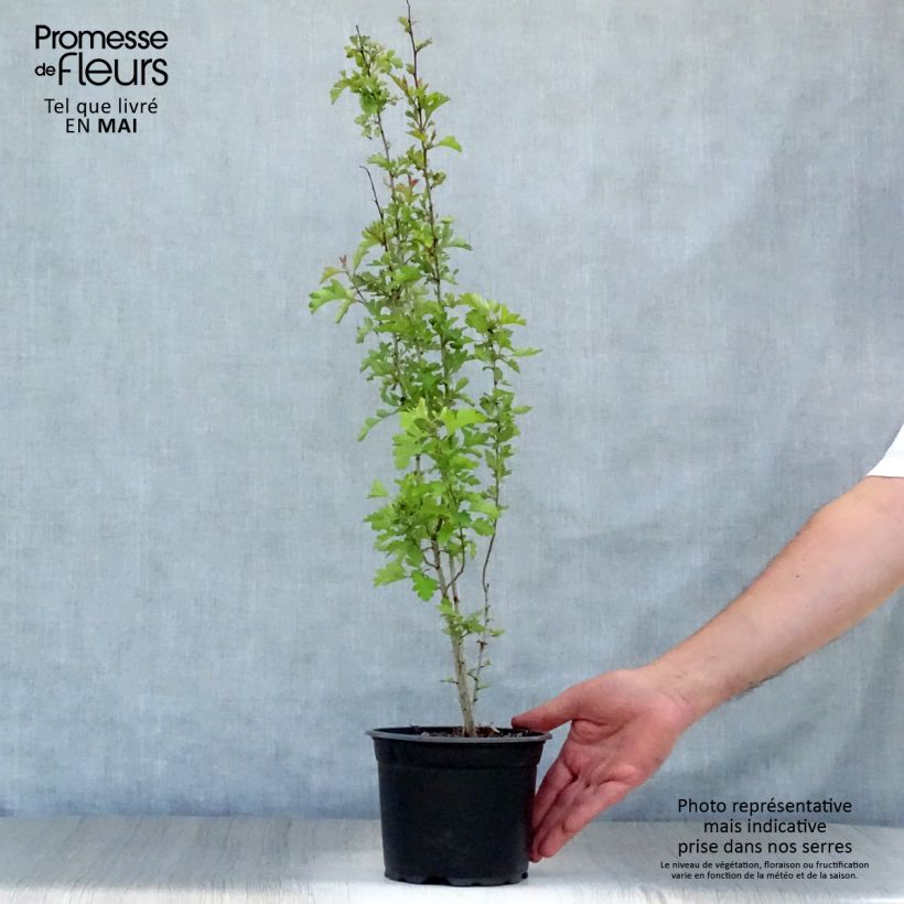 Espino albar - Crataegus monogyna Maceta 2L/3L Ejemplar entregado en la primavera