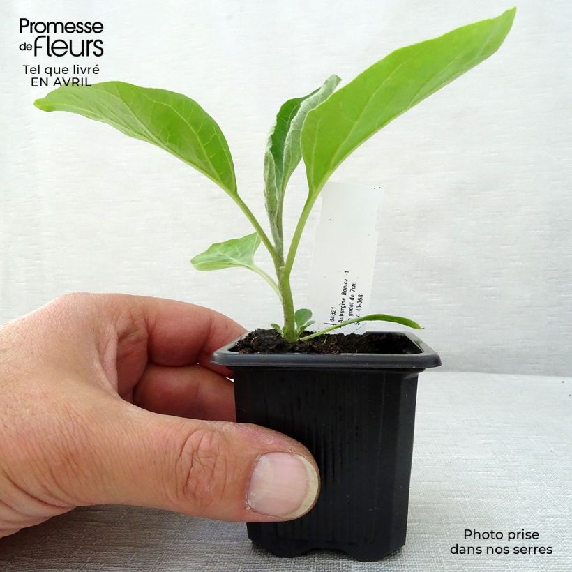 Berenjena Baluroi F1 (Plantas) Maceta de 7/8 cm Ejemplar entregado en la primavera