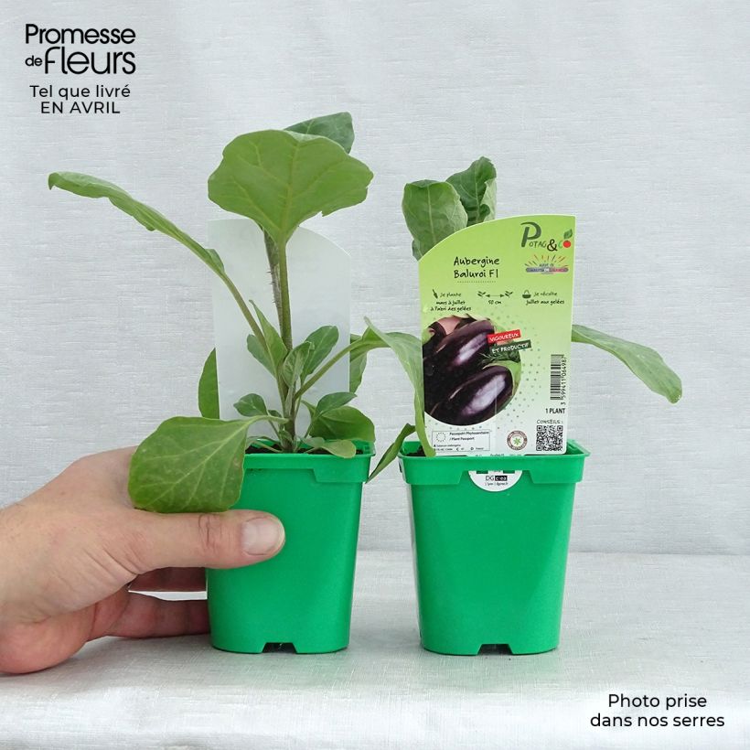 Berenjena Baluroi F1 (Plantas) Maceta de 10 cm/11 cm Ejemplar entregado en la primavera