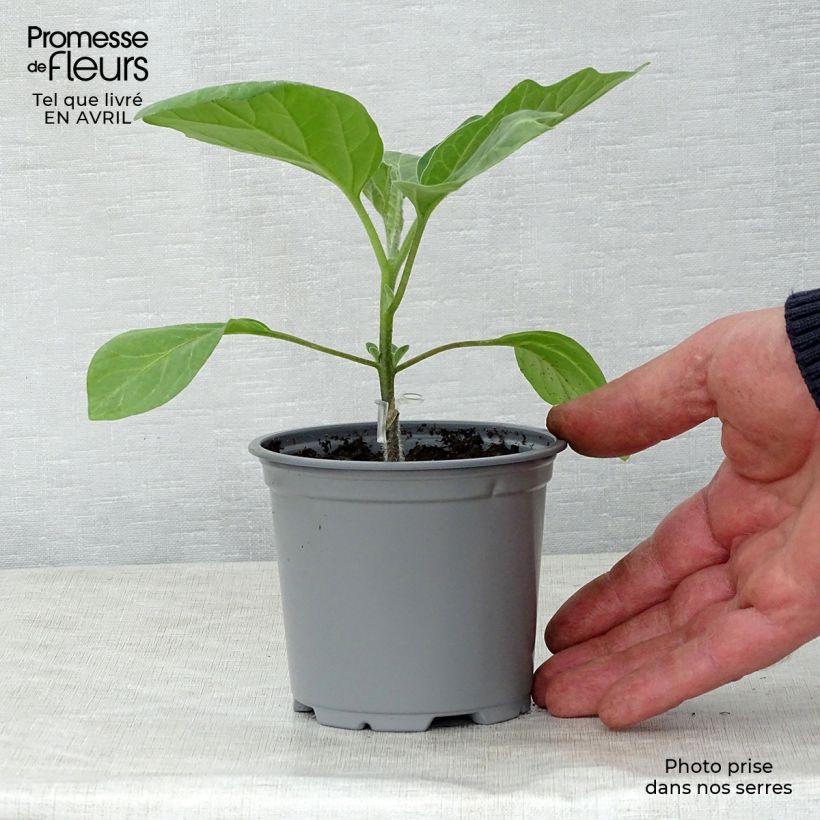 Berenjena Bonica (Plantas injertadas) Maceta de 8/9 cm Ejemplar entregado en la primavera