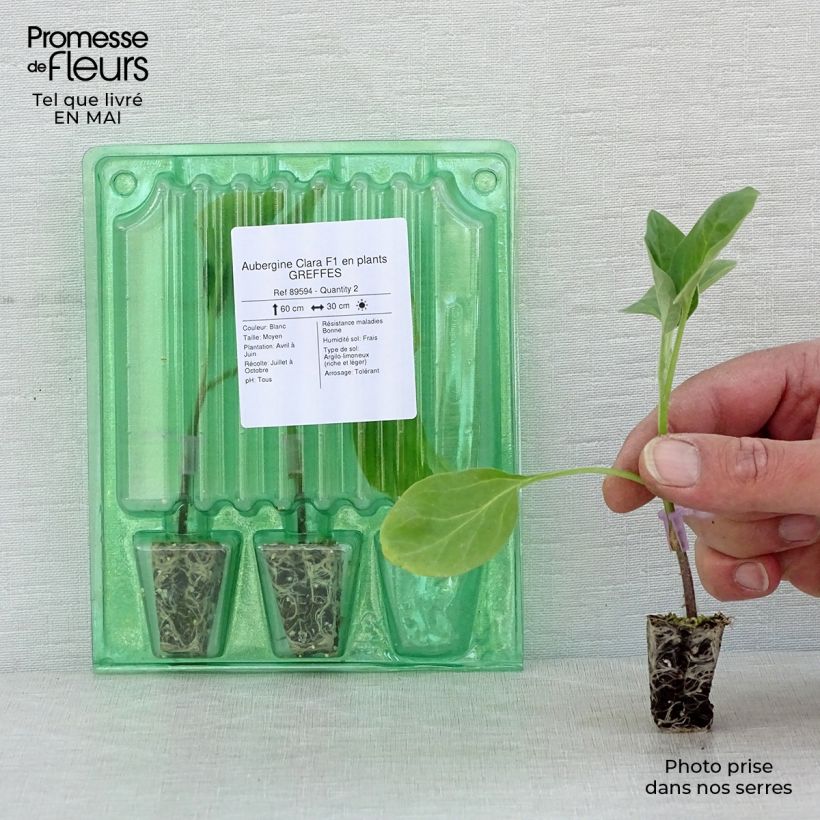 Berenjena Clara F1 (Plantas injertadas) minicepellón: Ø 3/4 cm Ejemplar entregado en la primavera