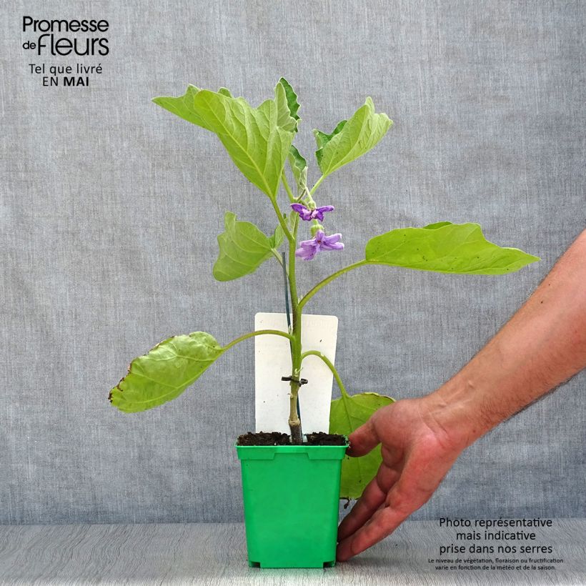 Berenjena Clara F1 (Plantas injertadas) Maceta de 8/9 cm Ejemplar entregado en la primavera