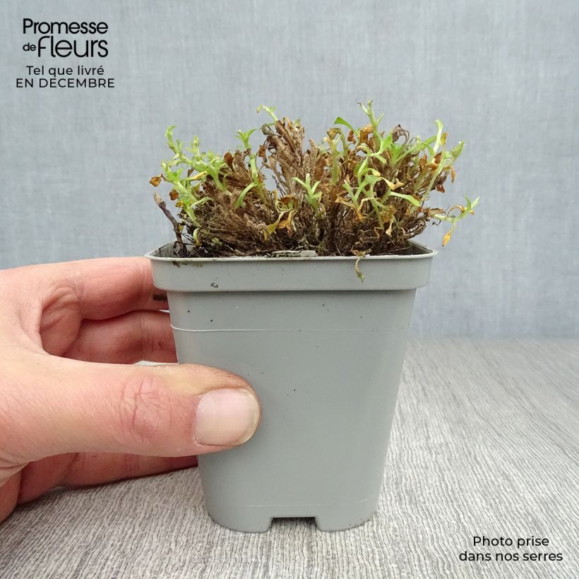 Aubrieta Bressingham Red Maceta de 8/9 cm Ejemplar entregado en invierno