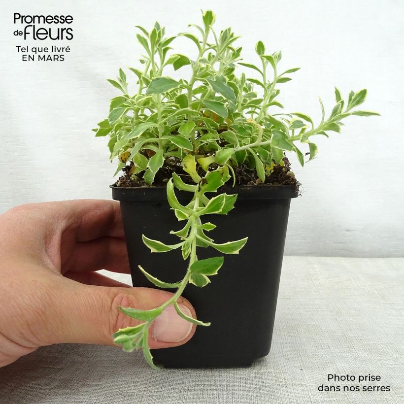 Aubrieta Dr Mules Variegated Maceta de 8/9 cm Ejemplar entregado en la primavera