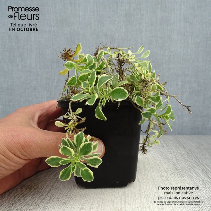 Ejemplar de Aubrieta Dr Mules Variegated Maceta de 8/9 cm entregado en otoño