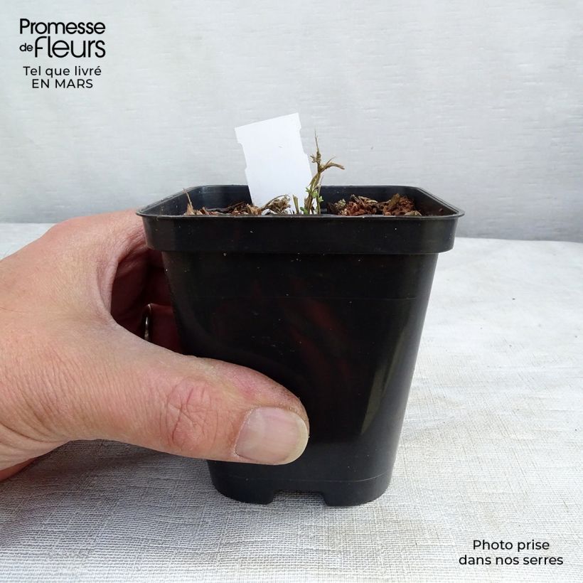 Aubrieta Royal Blue Maceta de 8/9 cm Ejemplar entregado en la primavera