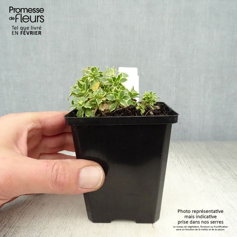 Aubrieta Argenteovariegata Maceta de 8/9 cm Ejemplar entregado en invierno