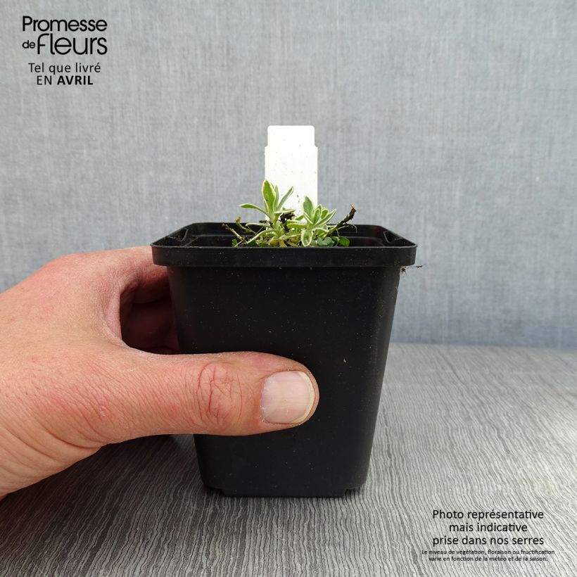 Aubrieta Argenteovariegata Maceta de 8/9 cm Ejemplar entregado en la primavera