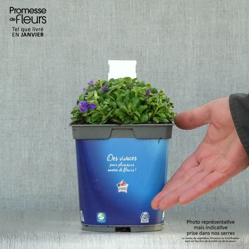 Aubrieta Kitte Blue Maceta 2L/3L Ejemplar entregado en invierno