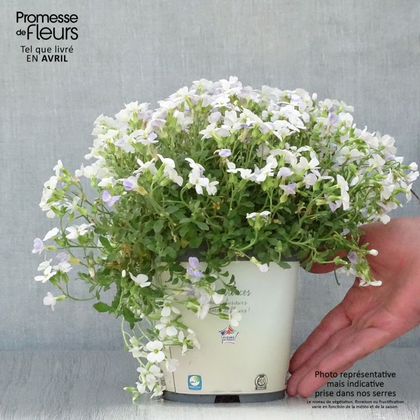 Aubrieta Kitte White Maceta 2L/3L Ejemplar entregado en la primavera