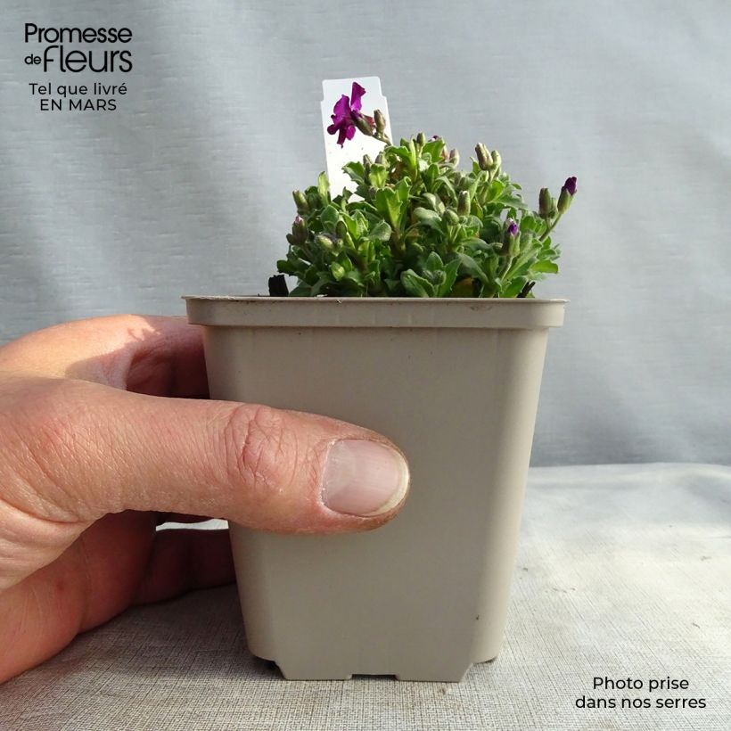 Aubrieta Red Carpet Maceta de 8/9 cm Ejemplar entregado en la primavera