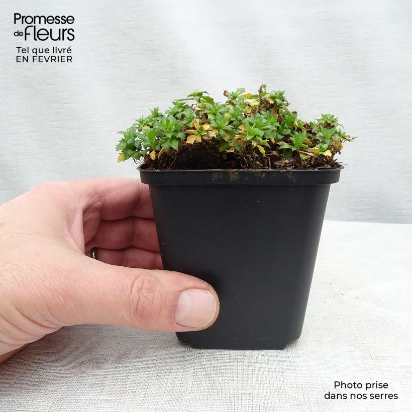 Aubrieta Fiona Maceta de 8/9 cm Ejemplar entregado en invierno