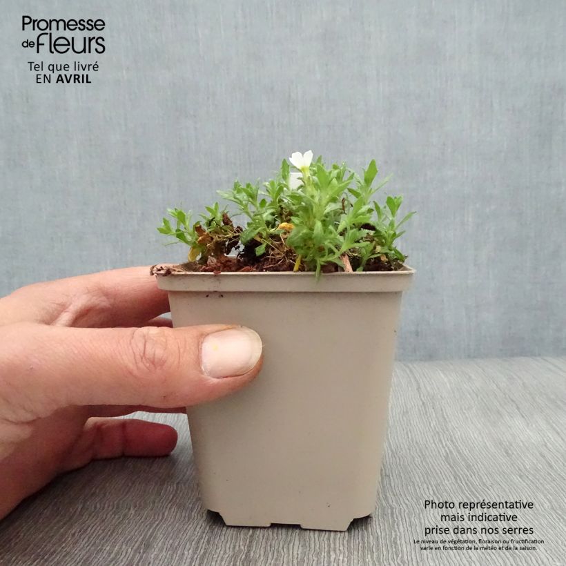 Aubrieta Fiona Maceta de 8/9 cm Ejemplar entregado en la primavera