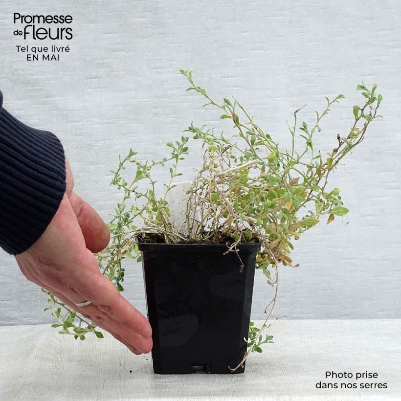 Aubrieta Cascade Blue Maceta de 8/9 cm Ejemplar entregado en la primavera