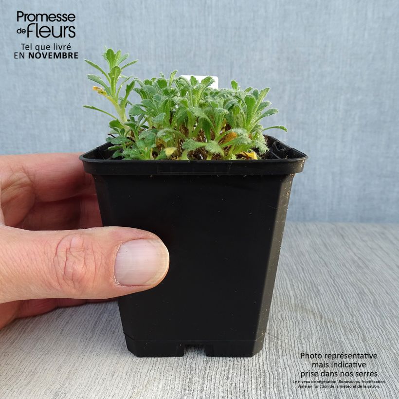 Ejemplar de Aubrieta Cascade Blue Maceta de 8/9 cm entregado en otoño