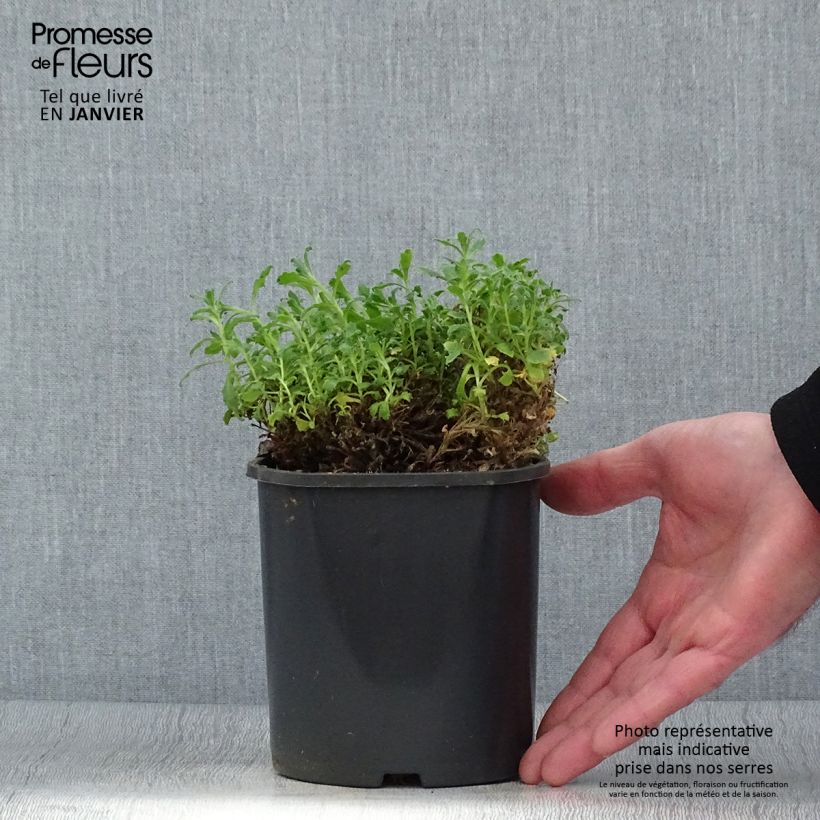 Aubrieta Cascade Blue Maceta 2L/3L Ejemplar entregado en invierno