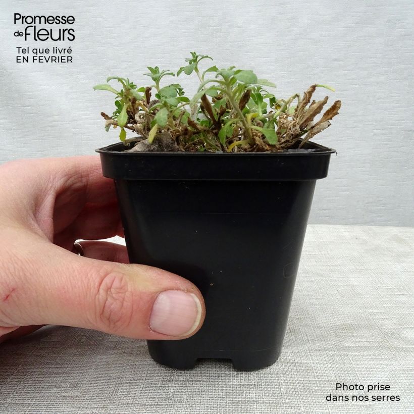 Aubrieta Hamburger Stadtpark Maceta de 8/9 cm Ejemplar entregado en invierno