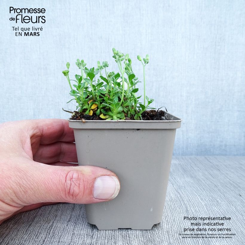 Aubrieta Hamburger Stadtpark Maceta de 8/9 cm Ejemplar entregado en la primavera