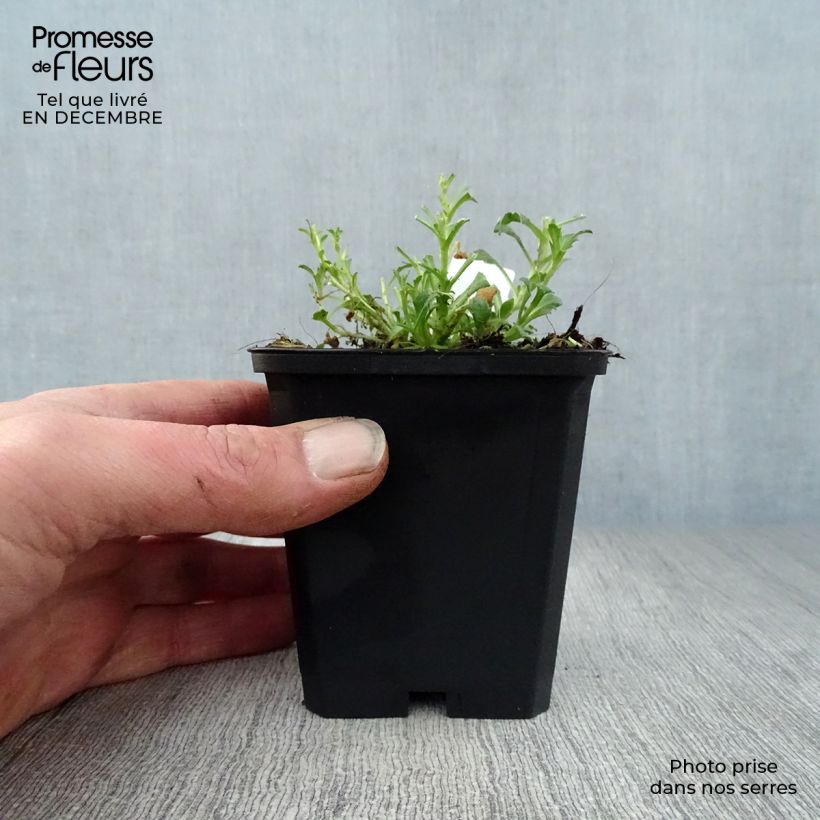 Aubrieta Cascade Red Maceta de 8/9 cm Ejemplar entregado en invierno