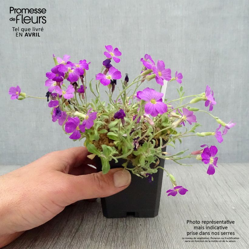 Aubrieta Cascade Red Maceta de 8/9 cm Ejemplar entregado en la primavera