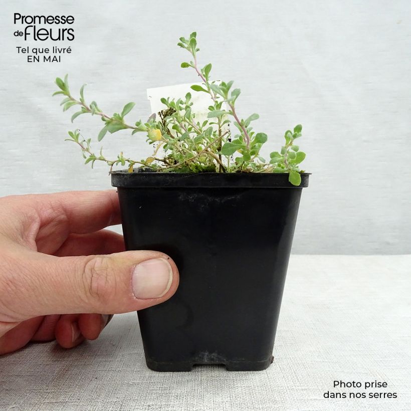 Aubrieta Cascade Purple Maceta de 8/9 cm Ejemplar entregado en la primavera