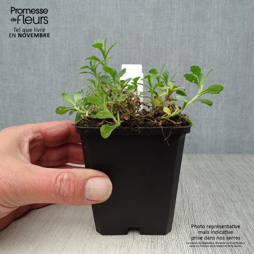 Ejemplar de Aubrieta Cascade Purple Maceta de 8/9 cm entregado en otoño