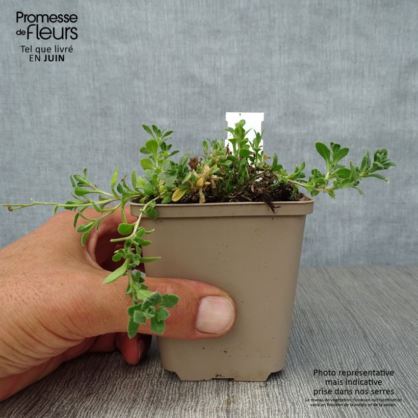 Ejemplar de Aubrieta Cascade Purple Maceta de 8/9 cm entregado en verano