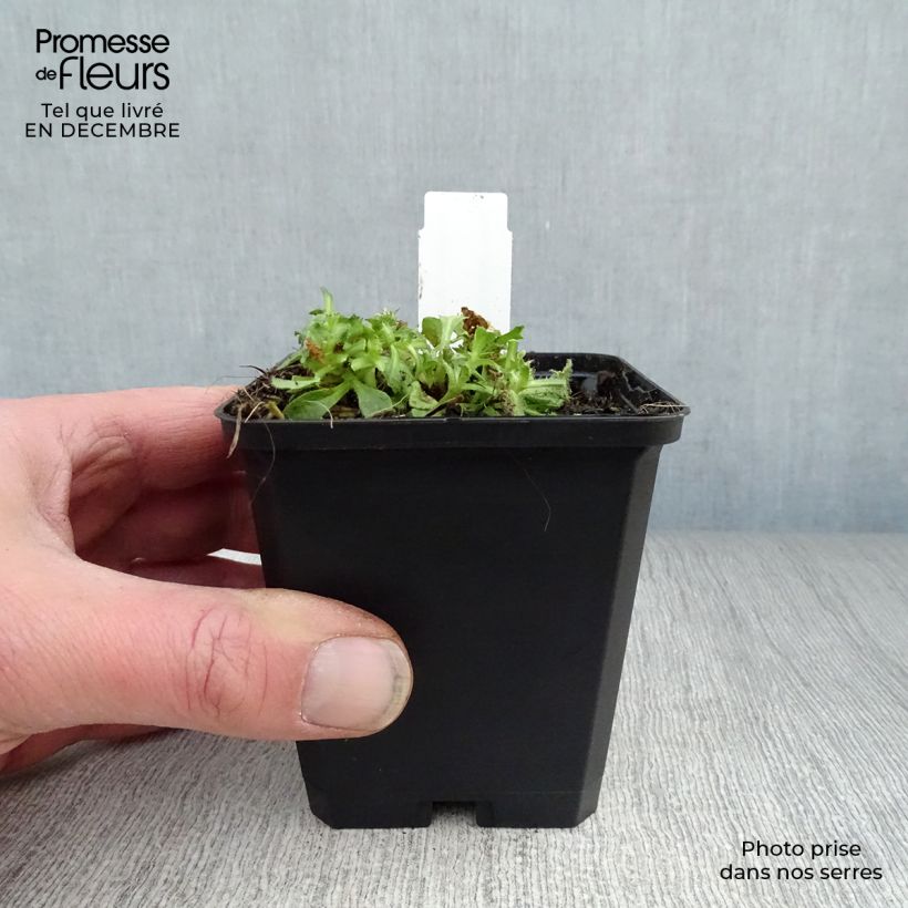 Aubrieta Cascade Purple Maceta de 8/9 cm Ejemplar entregado en invierno