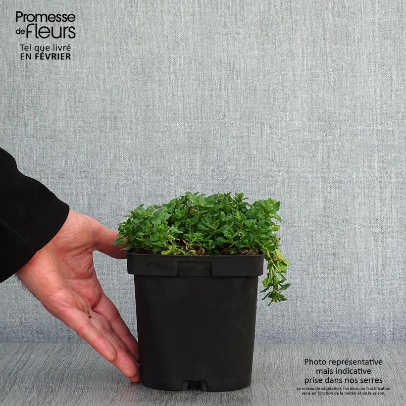 Aubrieta Cascade Purple Maceta 2L/3L Ejemplar entregado en invierno