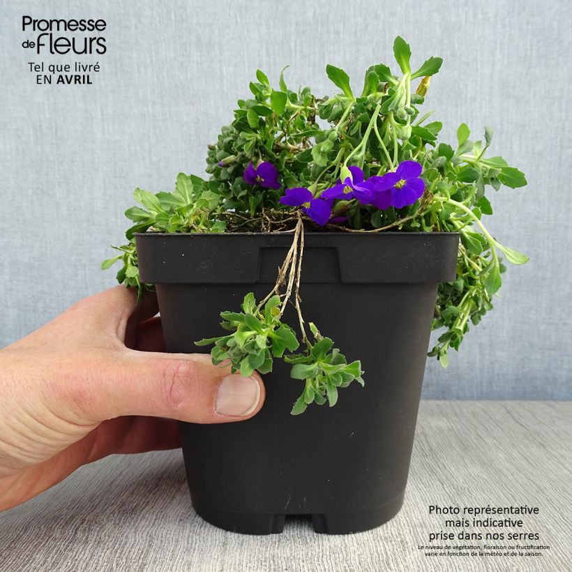 Aubrieta Cascade Purple Maceta 2L/3L Ejemplar entregado en la primavera