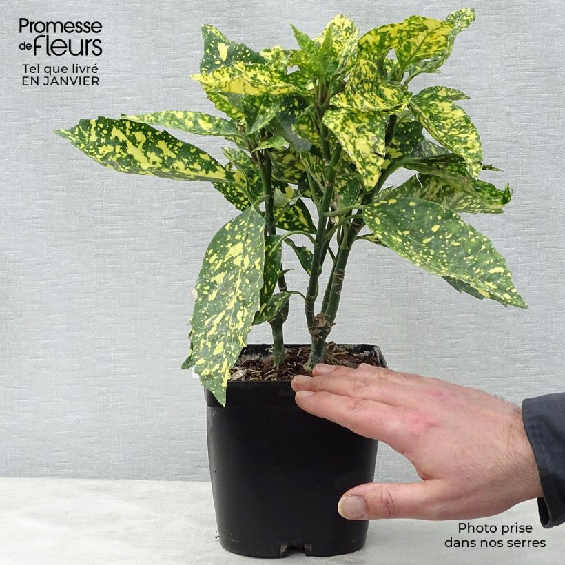 Aucuba japonica Crotonifolia Maceta 2L/3L Ejemplar entregado en invierno