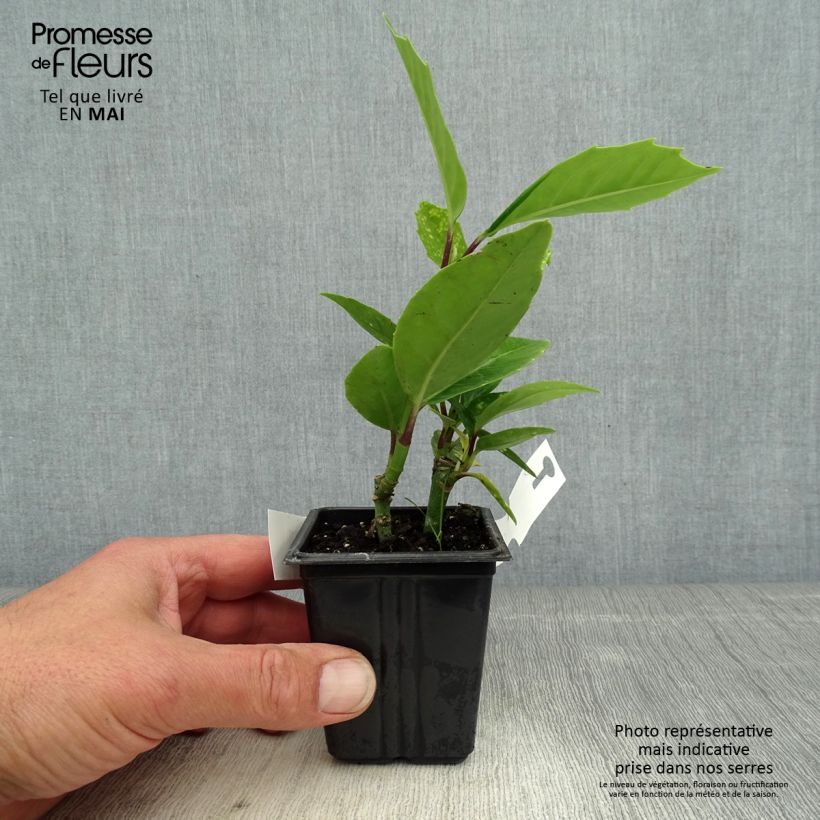 Aucuba japonica Crotonifolia Maceta de 8/9 cm Ejemplar entregado en la primavera