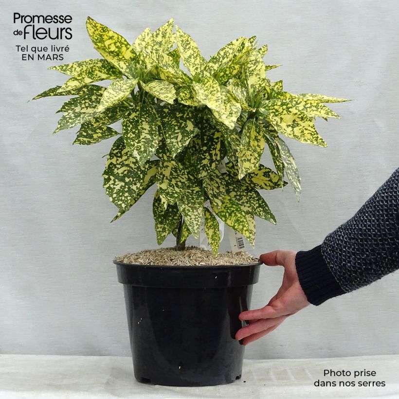 Aucuba japonica Crotonifolia Maceta 7,5L/10L Ejemplar entregado en la primavera