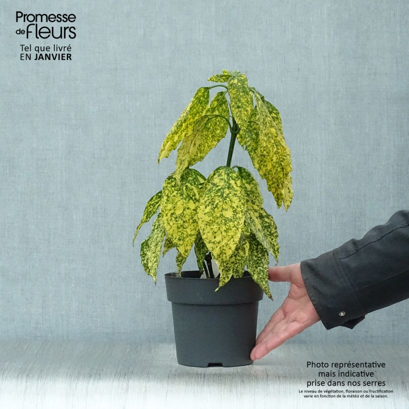 Aucuba japonica Golden King Maceta 2L/3L Ejemplar entregado en invierno