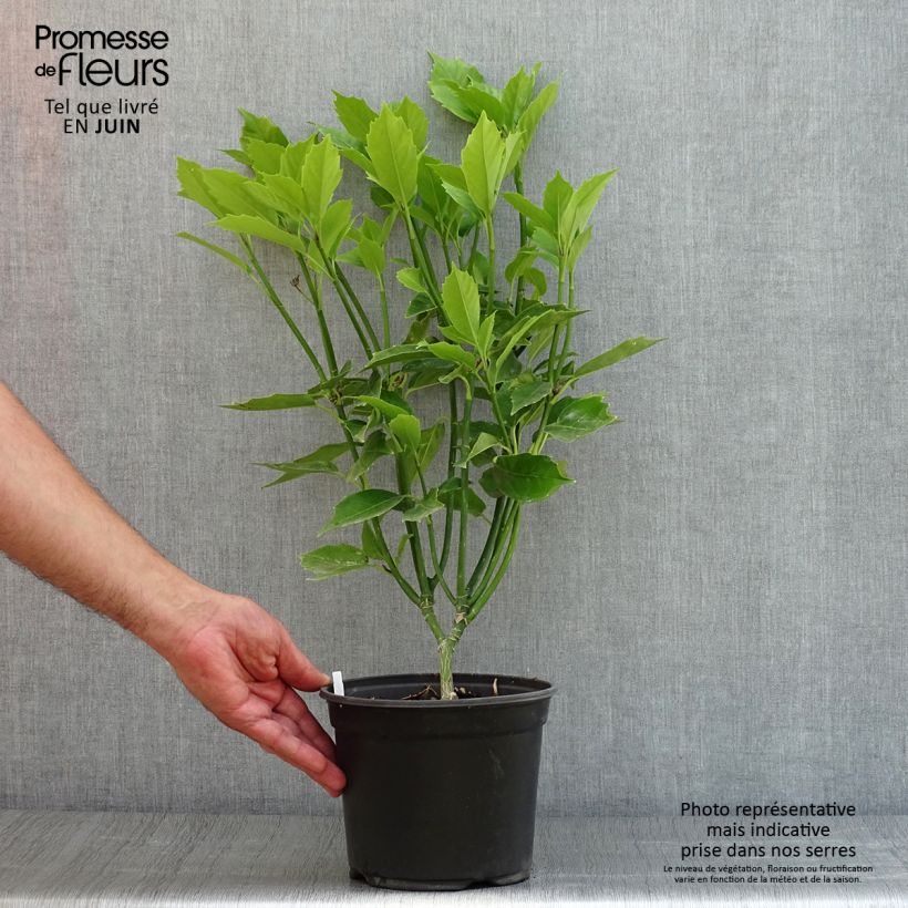Ejemplar de Aucuba japonica Maceta 3L/4L entregado en verano